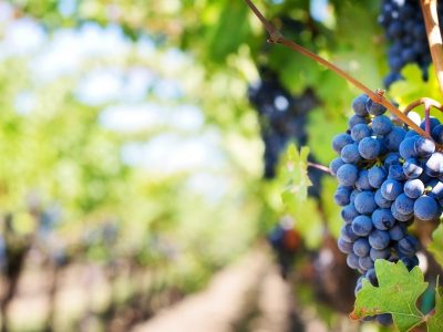 California-Wine-Country