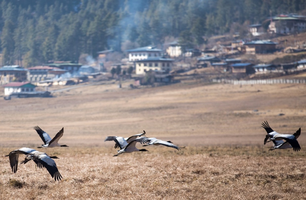 amankora_gangtey_valley_cranes